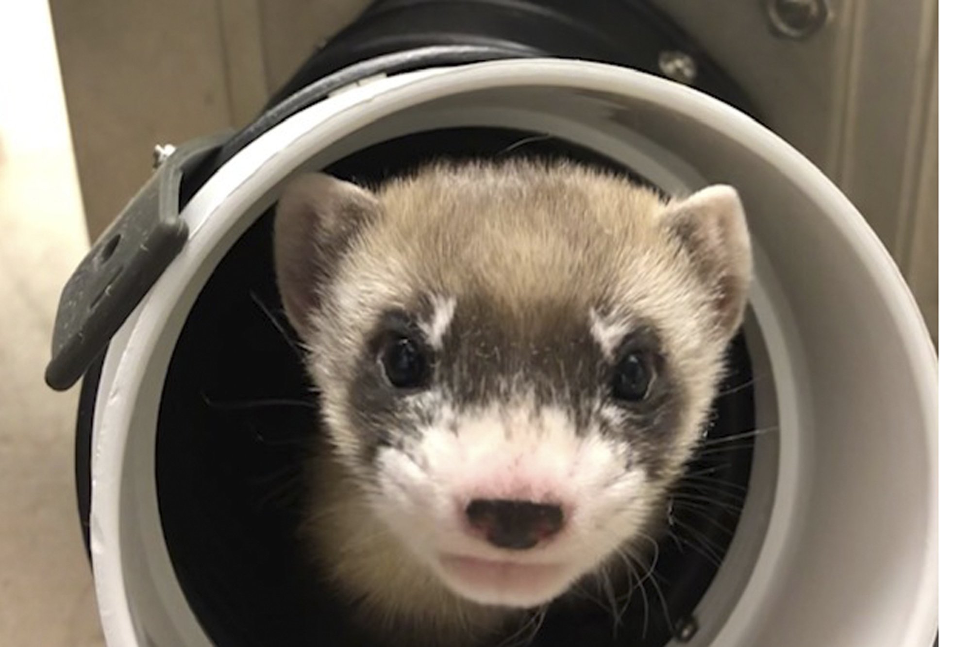 The first clone of American endangered species, a ferret, announced