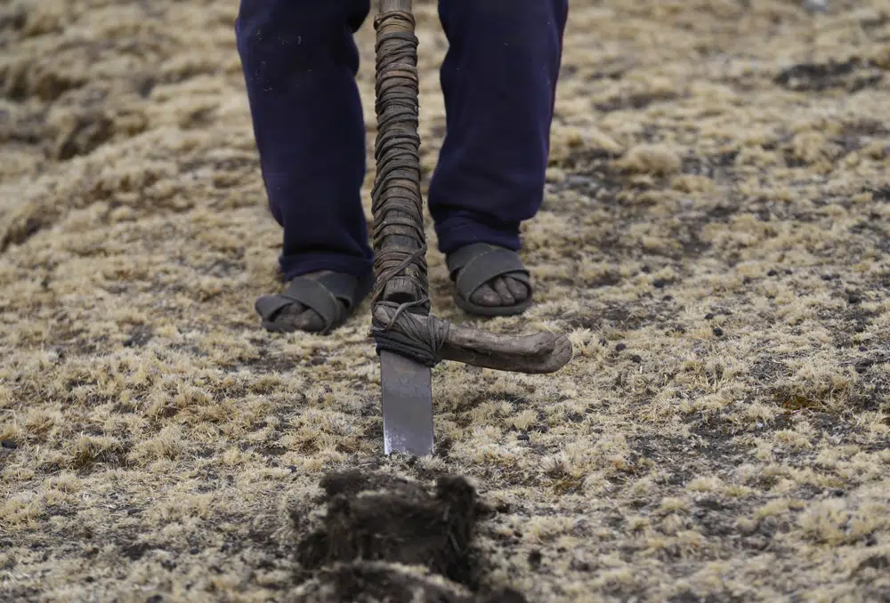 Un hombre remueve la tierra para sembrar papas en la comunidad de Cconchaccota en la región Apurímac de Perú, el sábado 26 de noviembre de 2022. (AP Foto/Guadalupe Pardo)