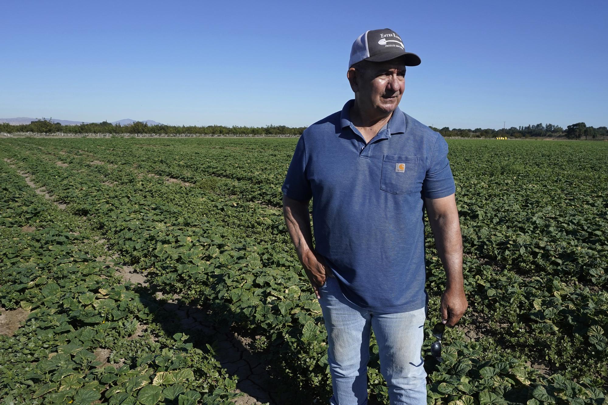Farmer Bobby Costa stands in his cucumber field, on Thursday, July 21, 2022, near Tracy, Calif. Some of the state’s major rivers are getting saltier in drought, including the ones that provide water for Costa’s crop. His cucumber yields go down by 25% this year compared to a wetter year. (AP Photo/Rich Pedroncelli)