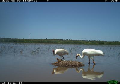 Wild Chicks