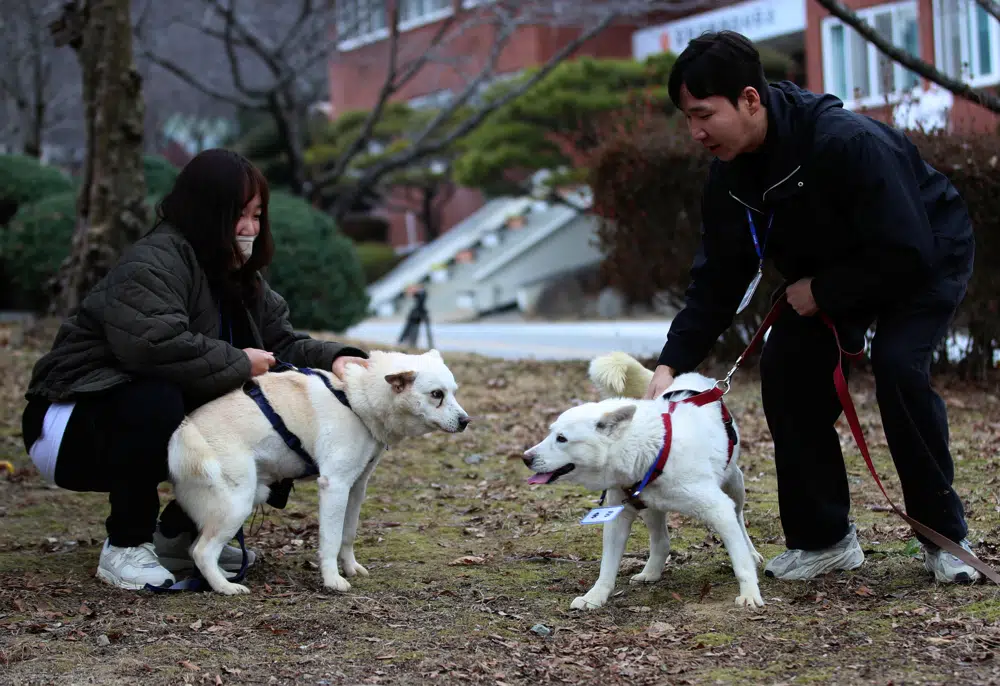 Employees hold a pair of dogs, Gomi, left, and Songgang, at a park in Gwangju, South Korea, Monday, Dec. 12, 2022. The dogs gifted by North Korean leader Kim Jong Un four years ago ended up being resettled at a zoo in South Korea following a dispute over who should finance the caring of the animals. (Chun Jung-in/Yonhap via AP)