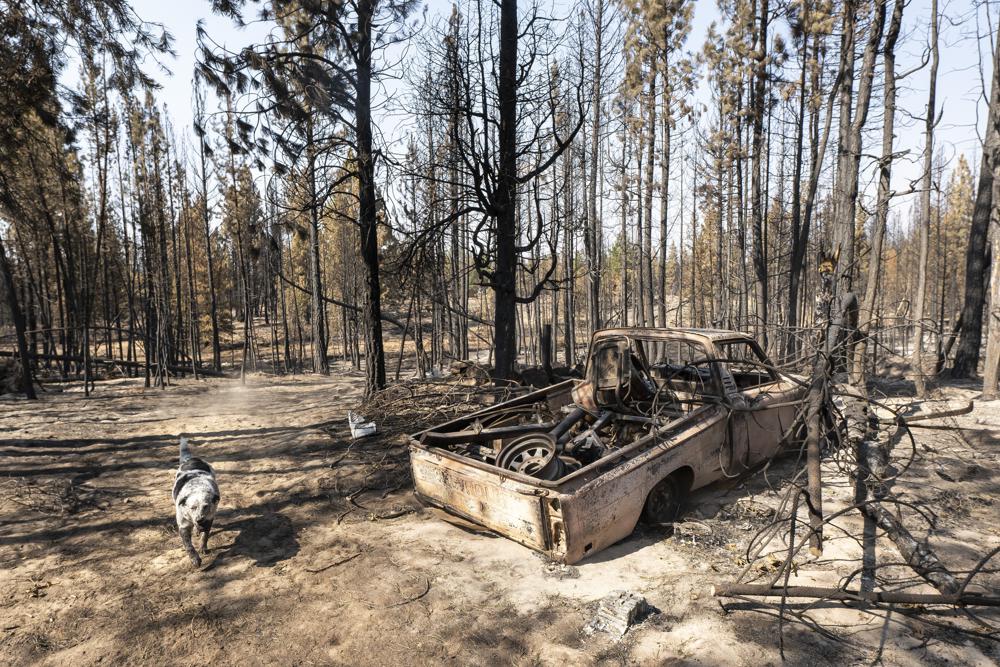 Un perro llamado Zippy camina junto a una camioneta calcinada perteneciente a su dueña Gauge Clark, cuya casa quedó destruida en el incendio cerca de Bly, Oregon, el jueves 22 de julio de 2021. (AP Foto/Nathan Howard)