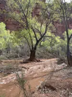 In this photo provided by Shannon Castellano, floodwaters, which washed away a bridge to a campground, flow through the Havasupai Indian Reservation in Arizona on Friday, March 17, 2023. (Shannon Castellano via AP)