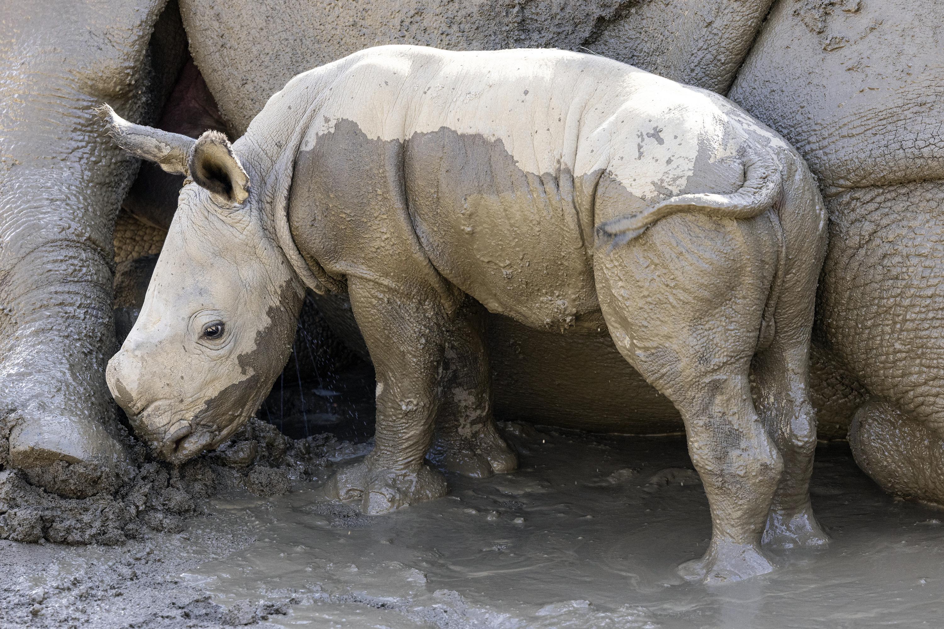 Male white rhino born at San Diego Zoo Safari Park | AP News