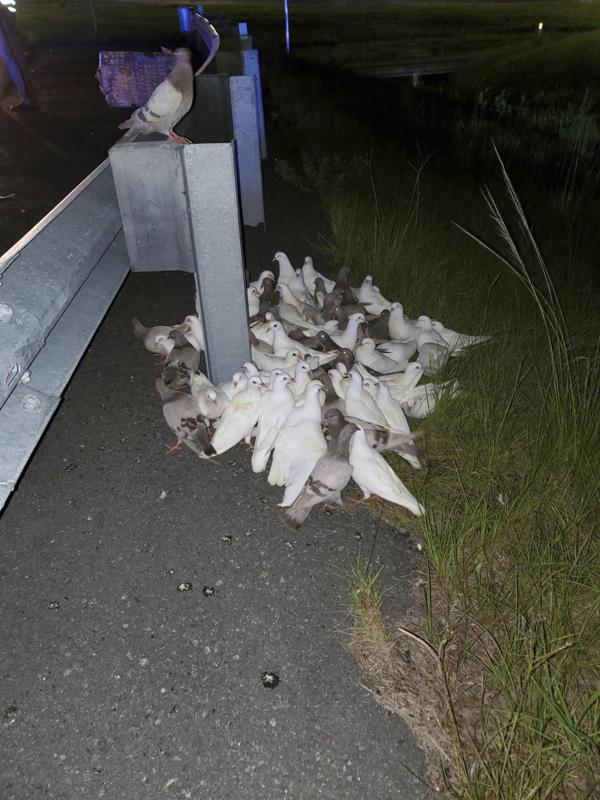 Homing Pigeons That Can T Find Their Home Block I 95 Exit
