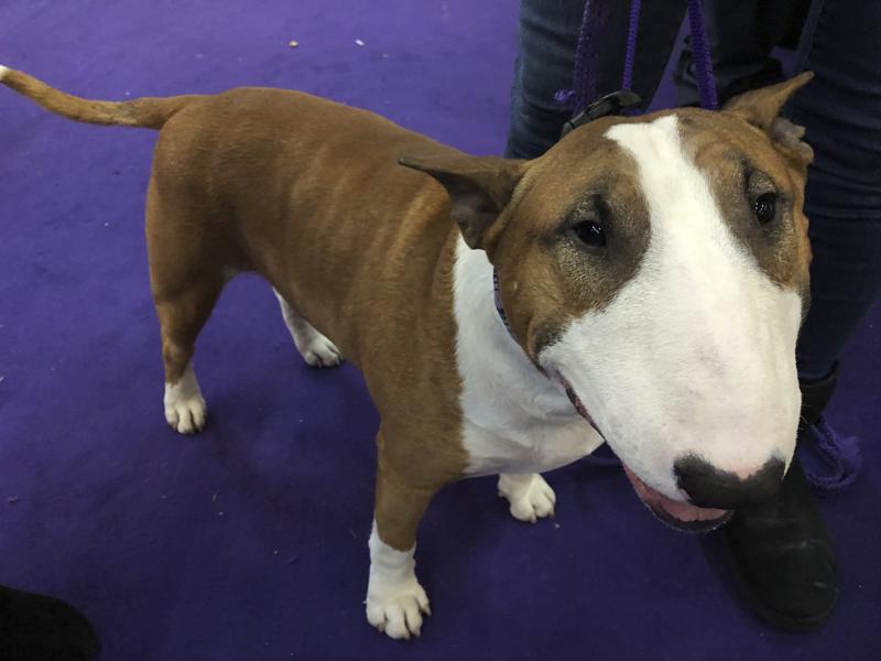 bull terrier spuds mackenzie