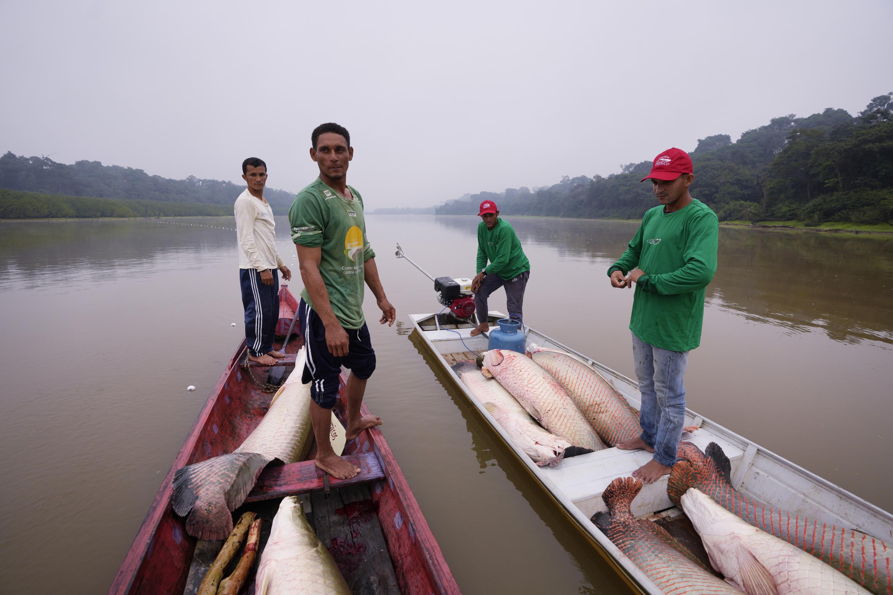 Arapaima Alert: 's Biggest Fish Is Going Extinct