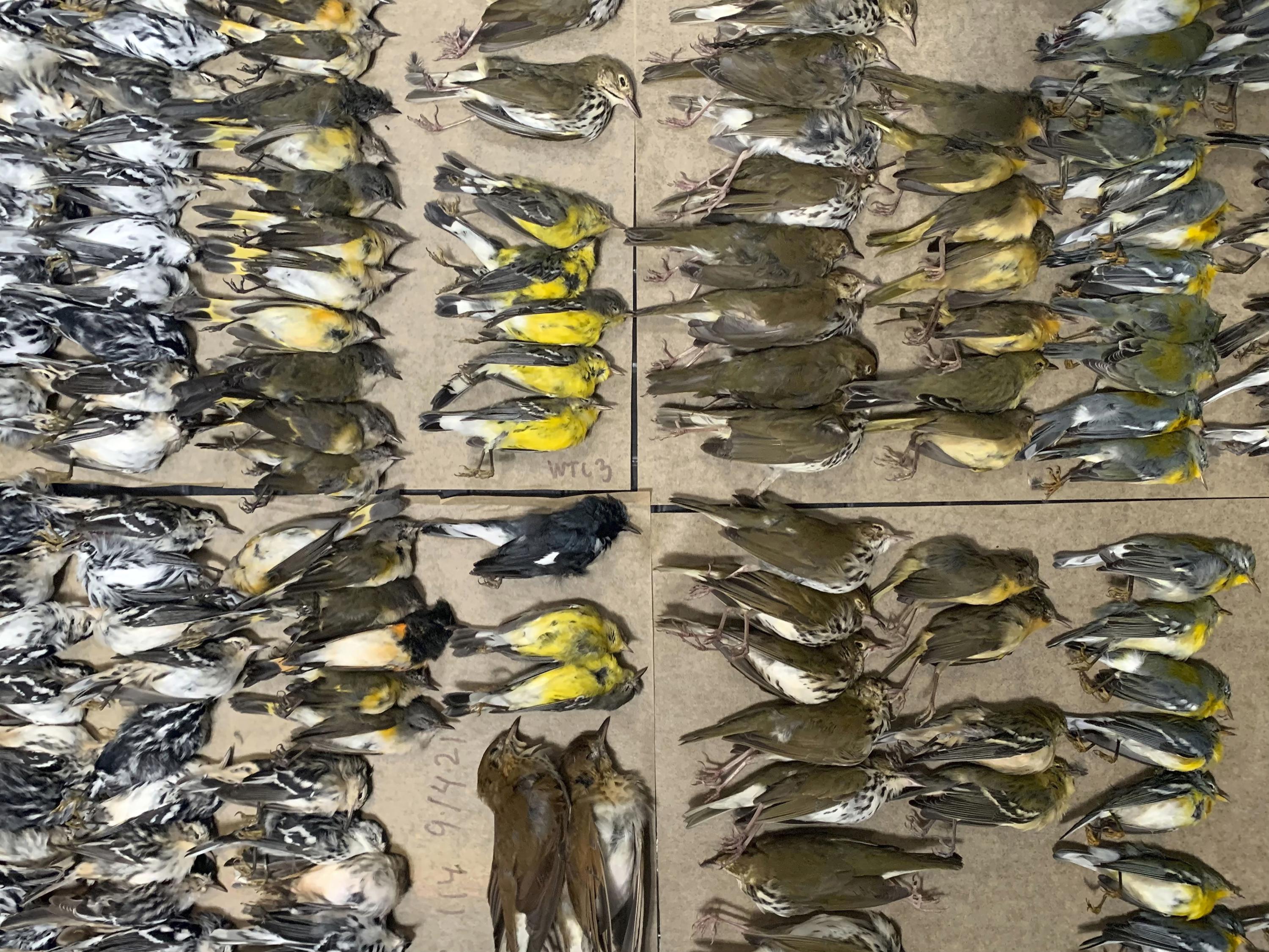 Hundreds of migrating songbirds crash into NYC skyscrapers | AP News