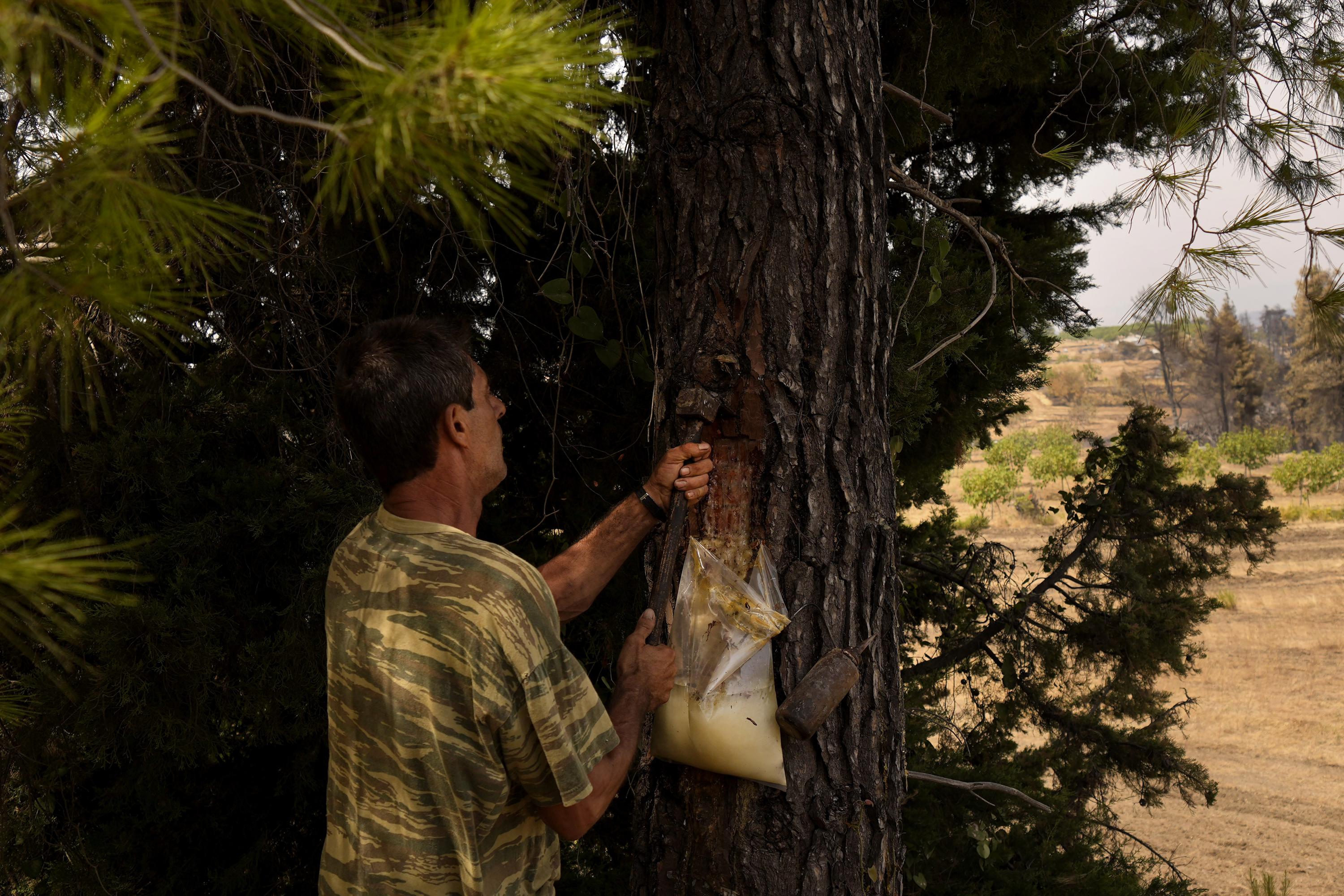Forest fire destroys the work of pine resin collectors