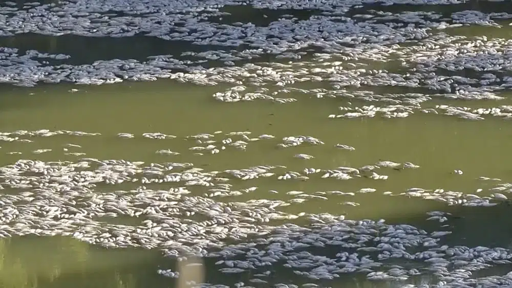 مشهد صادم لأسماك نافقة بالملايين تغطي نهرا بالكامل