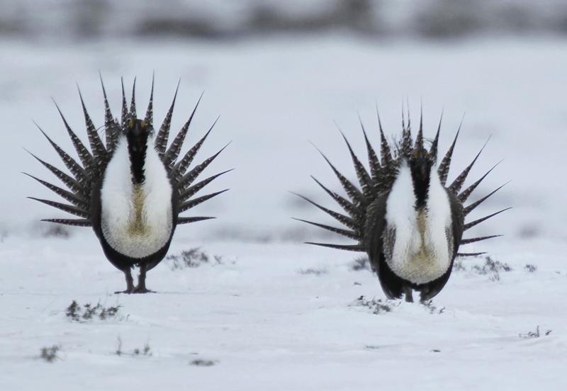 FILE - In this April 20, 2013 file photo, male Greater Sage Grouse perform their mating ritual on a lake near Walden, Colo.  The Biden administration is considering new measures to protect the ground-dwelling bird that was once found across much of the U.S. West. It has lost vast areas of habitat in recent decades due to oil and gas drilling, grazing, wildfires and other pressures. (AP Photo/David Zalubowski, File)