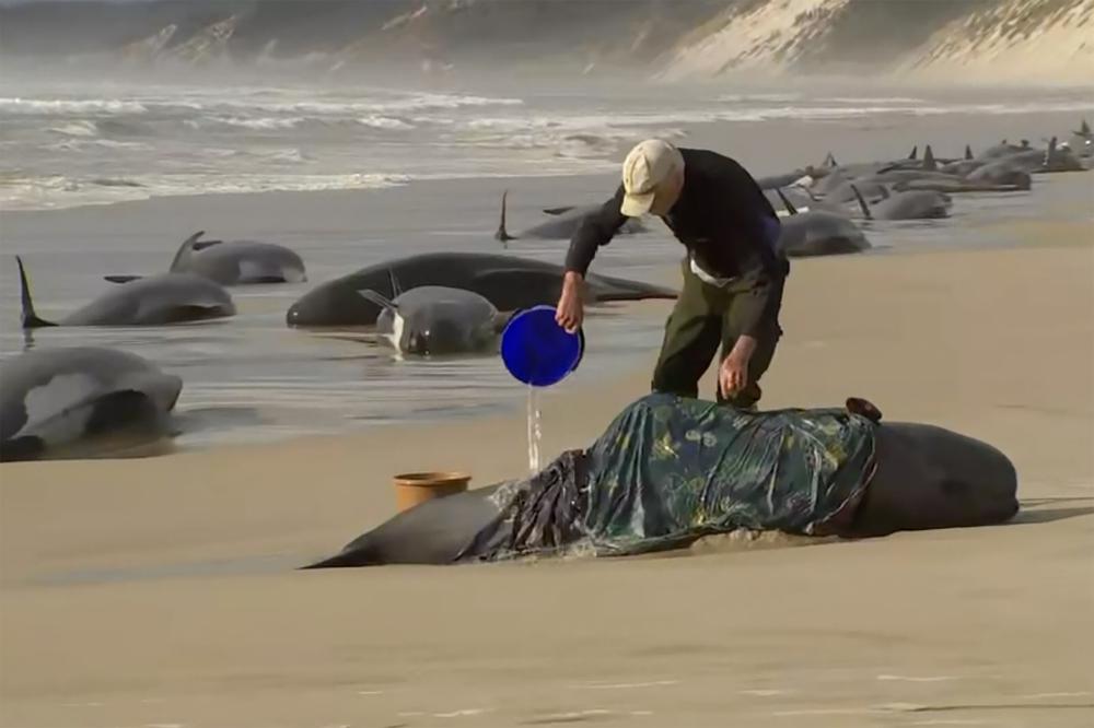 En esta imagen tomada de un video, un rescatista vierte agua sobre un calderón varado en Ocean Beach, cerca de Strahan, Australia, el miércoles 21 de septiembre de 2022. (Australian Broadcasting Corporation via AP)