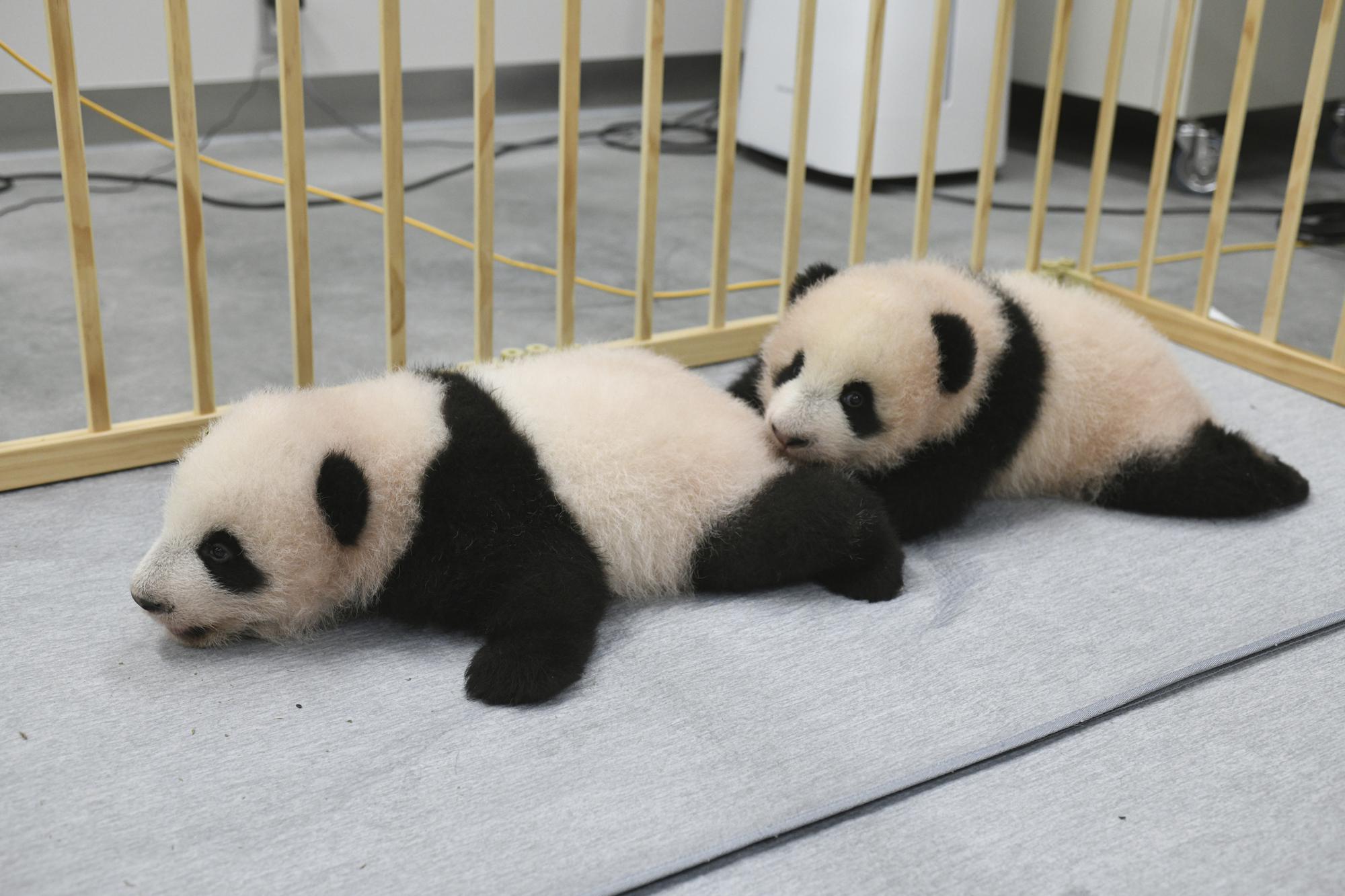 baby giant pandas