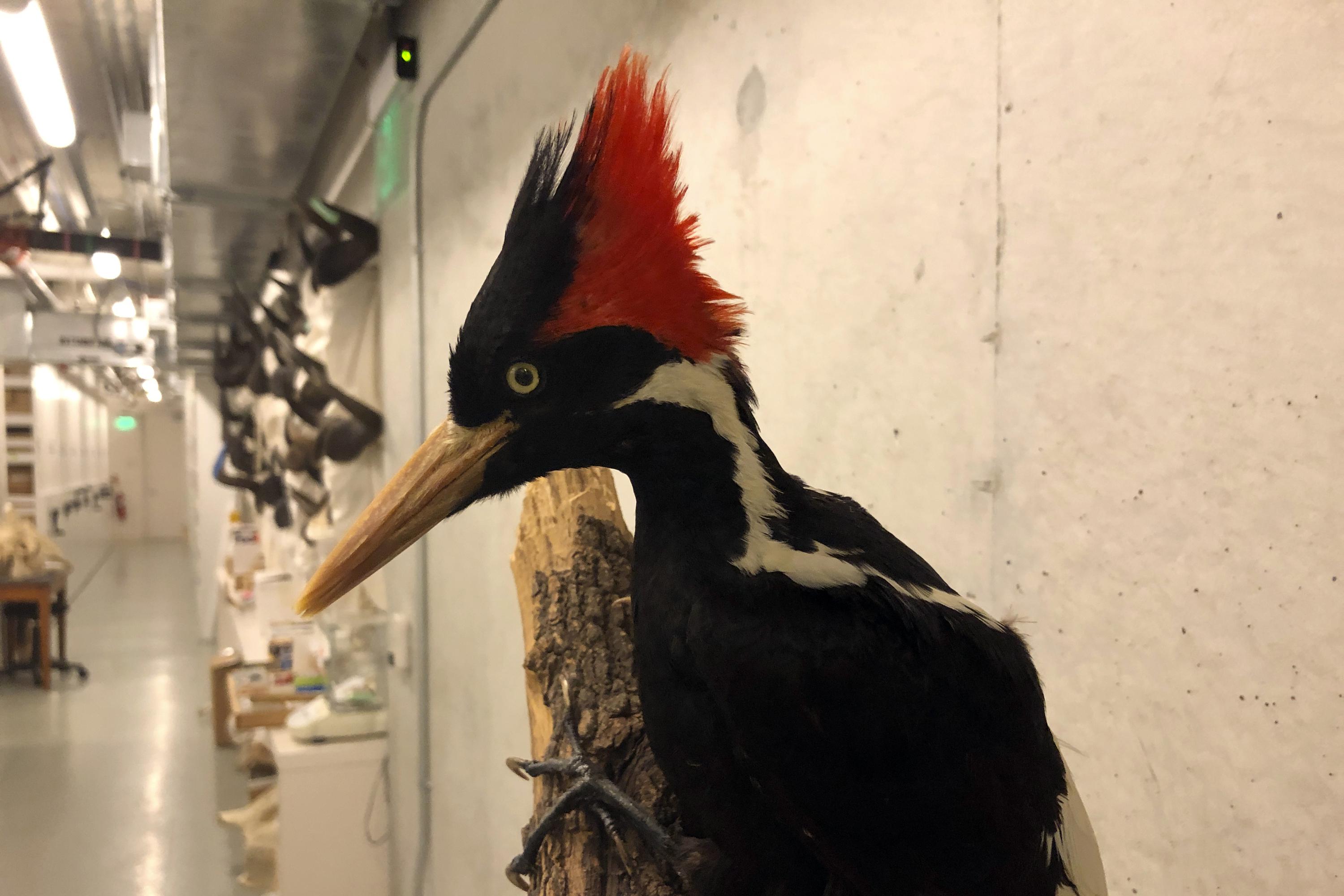 US says ivory-billed woodpecker, 22 other species extinct | AP News
