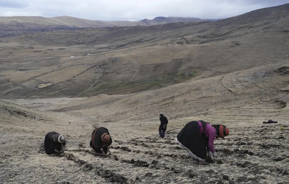 Los residentes cosechan papas en un campo cerca de la comunidad de Cconchaccota, en la región Apurímac de Perú, el sábado 26 de noviembre de 2022. (AP Foto/Guadalupe Pardo)