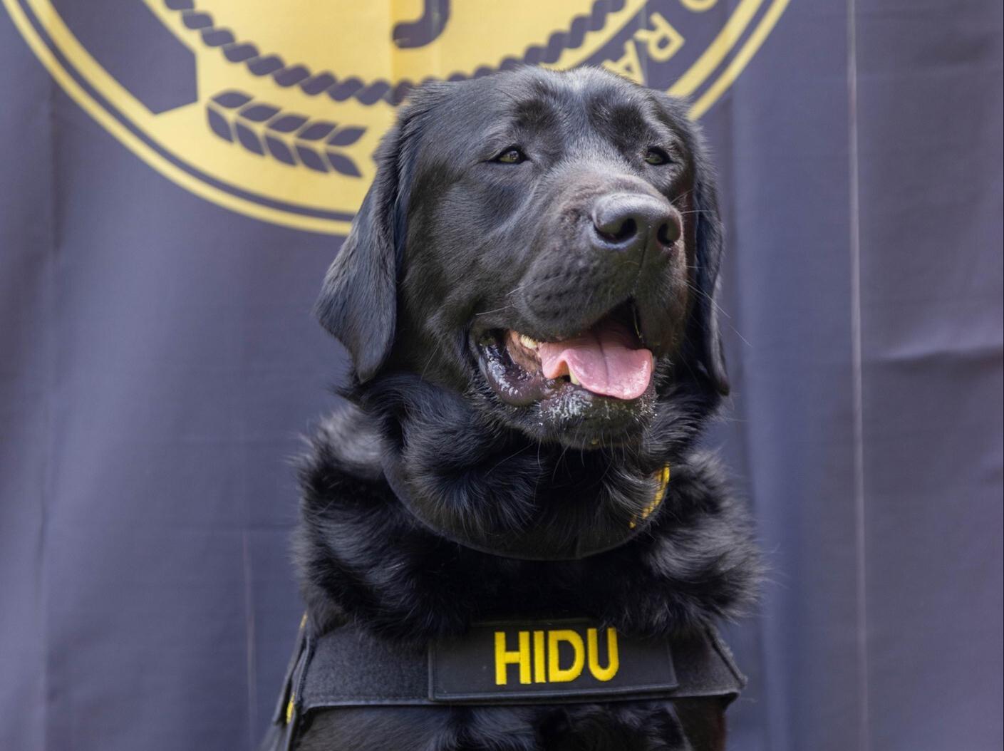 Xxx Dog Sd Vodoe - Electronic-sniffing dog helps in pedophilia arrest in Mexico | AP News
