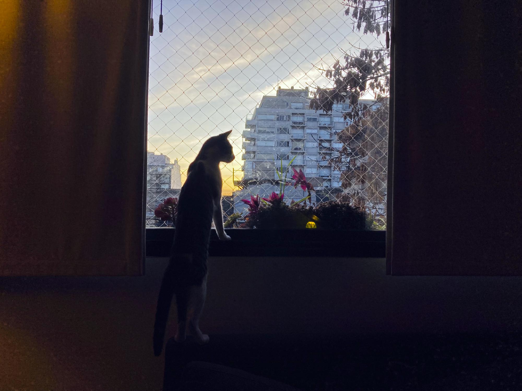 Duna watches the sunrise from the window in Buenos Aires, Argentina in this Saturday, June 25, 2022 iPhone photo. "Duna, the cat adopted months ago, loves all the noise and movement of these morning hours in his new home, so stands by the window and enjoys with curiosity this show for two hours until the calm arrives. My cameras were some place in the house, and I took the picture with my iPhone," wrote Pisarenko. (AP Photo/Natacha Pisarenko)