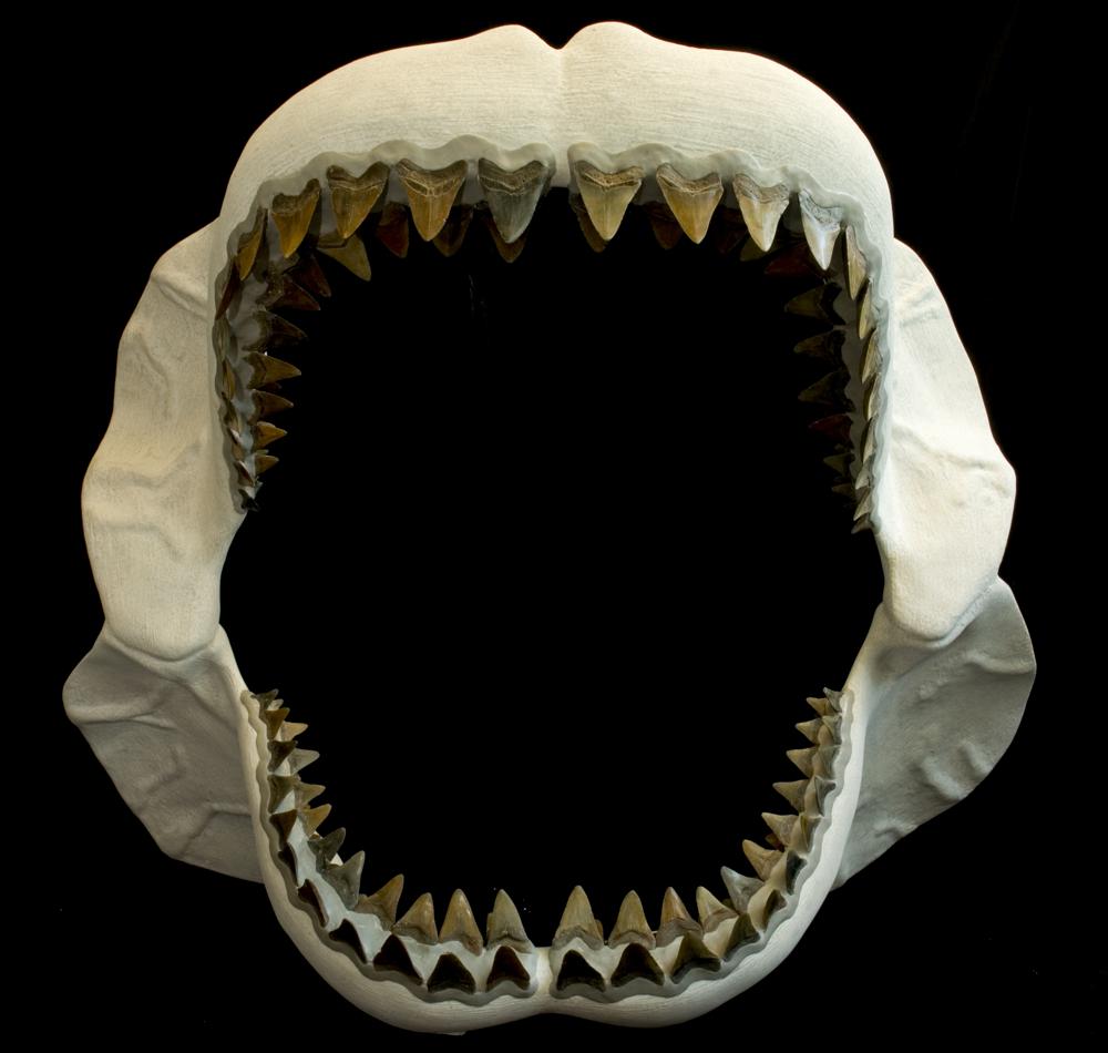 This photo provided by the Florida Museum of Natural History in August 2022, shows a reconstructed jaw of Carcharocles megalodon, an extinct species of shark that lived about 23 to 3.6 million years ago. At around 50 feet (16 meters) from nose to tail, the megalodon was bigger than a school bus, according to a study published in the journal Science Advances on Wednesday, Aug. 17, 2022. That's about two to three times the size of today's great white shark. (Eric Zamora/Florida Museum of Natural History via AP)