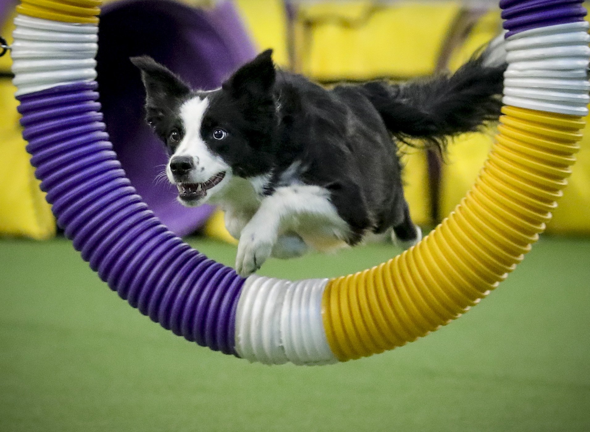 In The Pink Border Collie Wins Westminster Agility Contest In The Pink Border Collie Wins Westminster Agility Contest