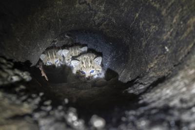 En esta fotografía del 15 de abril de 2021 proporcionada por el Servicio de Parques Nacionales se muestran tres cachorros de lince en un cubil encontrado en una cavidad de un árbol en la sierra de Santa Mónica. (Servicio Nacional de Parques vía AP)