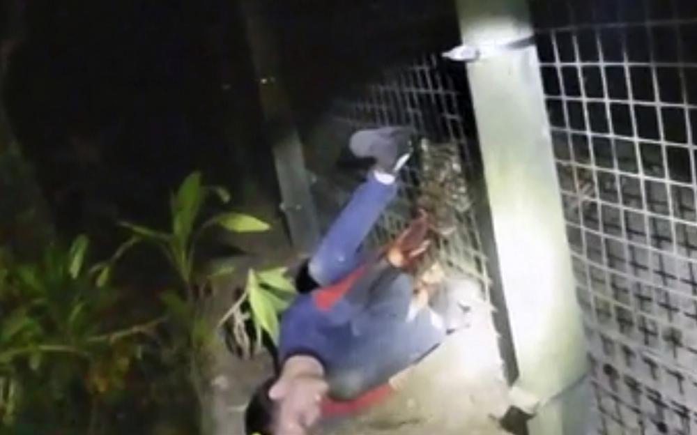 WATCH:Zoo tiger shot while biting man’s arm as he screams