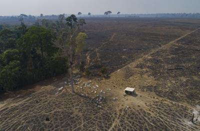 En esta imagen del 23 de agosto de 2020, se ve ganado en tierras que fueron taladas y quemadas recientemente por ganaderos cerca de Novo Progresso, en el estado de Pará, en Brasil. (AP Foto/Andre Penner, File)