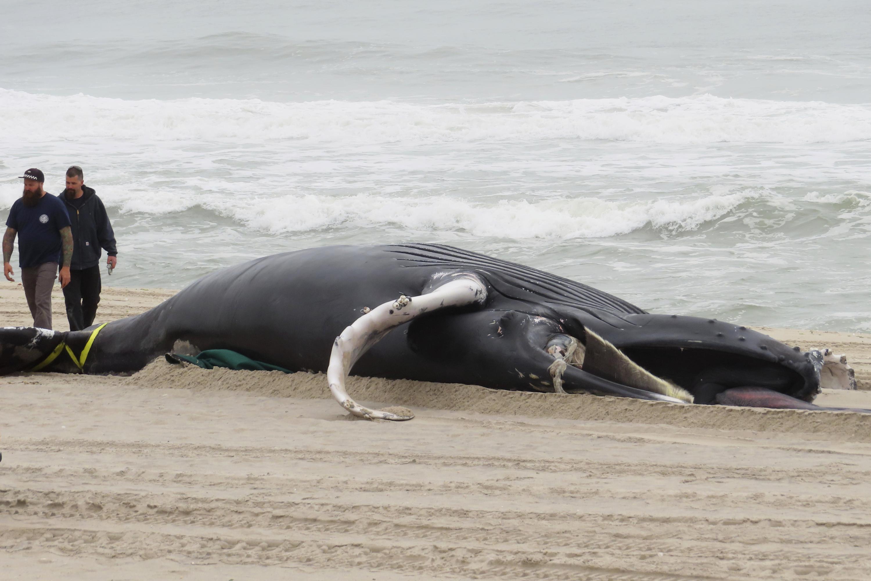 A Dead Stranded Whale On Sand Beach Vector For Climate Change And Global  Warming Campaign Stock Illustration - Download Image Now - iStock