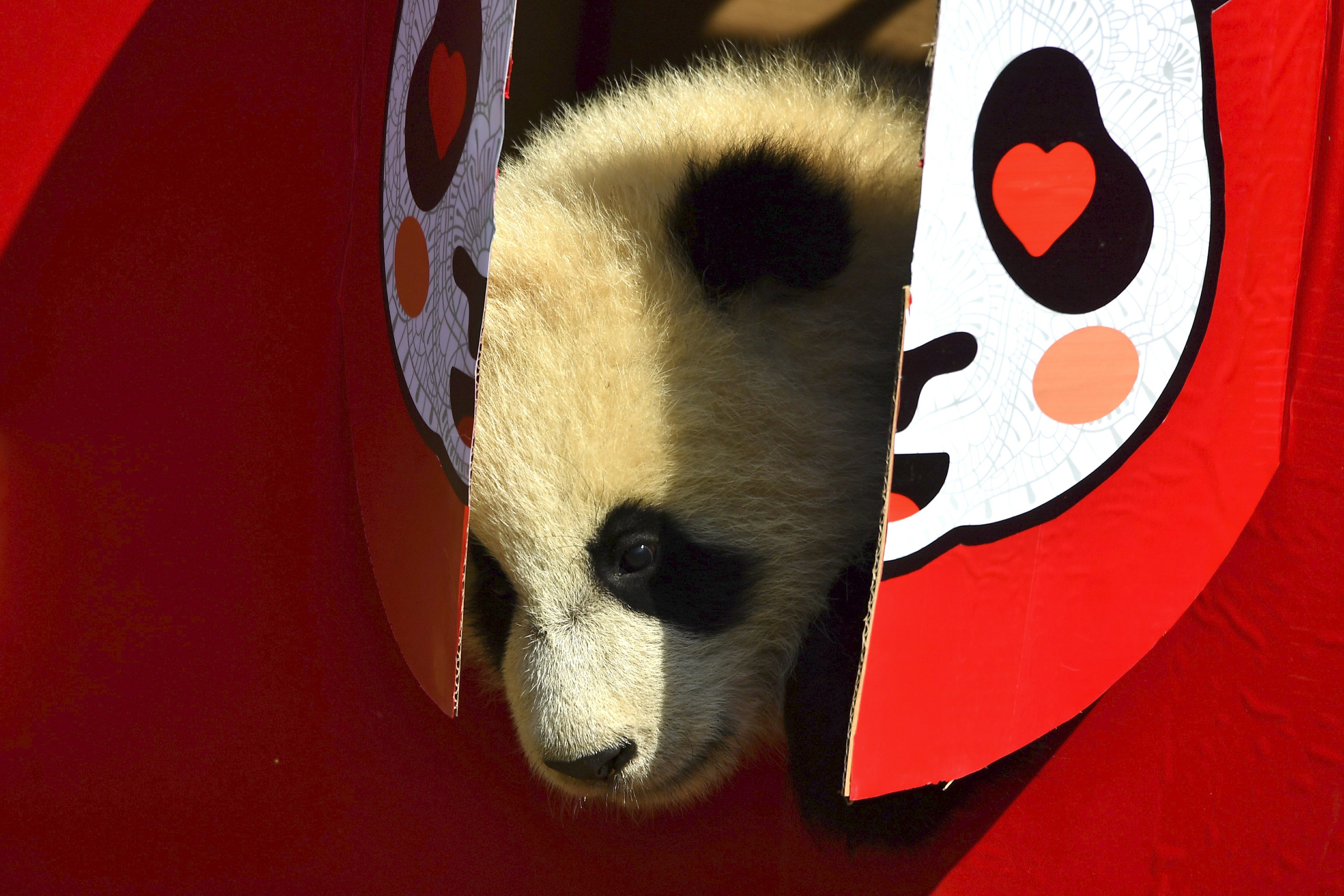 cute giant panda cubs