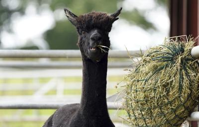 Gerónimo, la alpaca en la granja Shepherds Close Farm en Wooton, Inglaterra, el 27 de agosto de 2021. Veterinarios del gobierno británico sacrificaron el 31 de agosto a Gerónimo, cuya sentencia de muerte por ser portador de la tuberculosis bovina llegó a los titulares internacionales y enfrentó a defensores de los animales contra el estado. (Andrew Matthews/PA via AP)