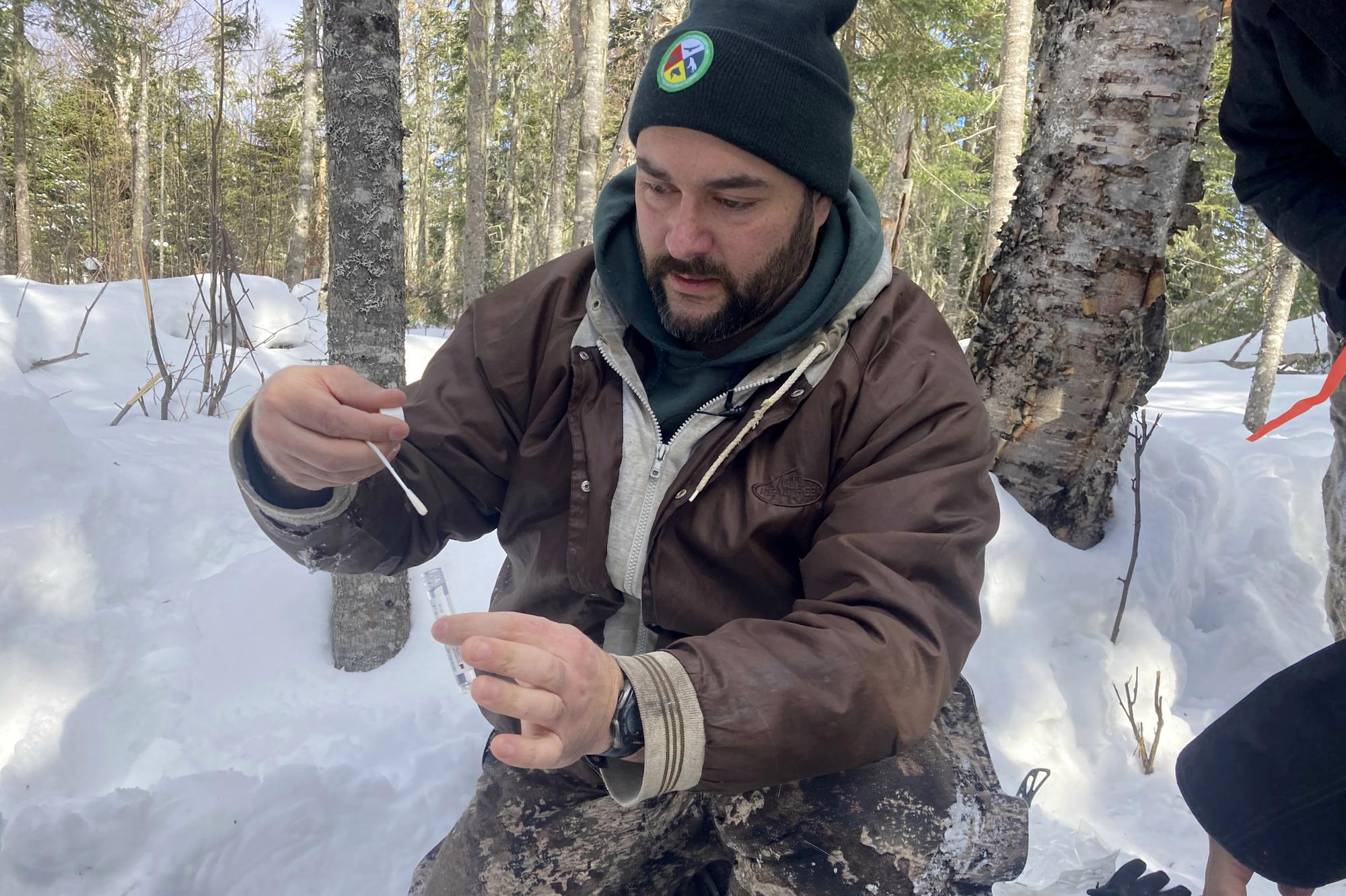 E.J. Isaac, fish and wildlife biologist for the Grand Portage Band of Lake Superior Chippewa, places a swab into a vial after testing a young buck for the coronavirus in Grand Portage, Minn. on March 2, 2022. “If we consider that there are many species and they’re all intermingling to some extent, their patterns and their movements can exponentially increase the amount of transmission that could occur,” Isaac says. (AP Photo/Laura Ungar)