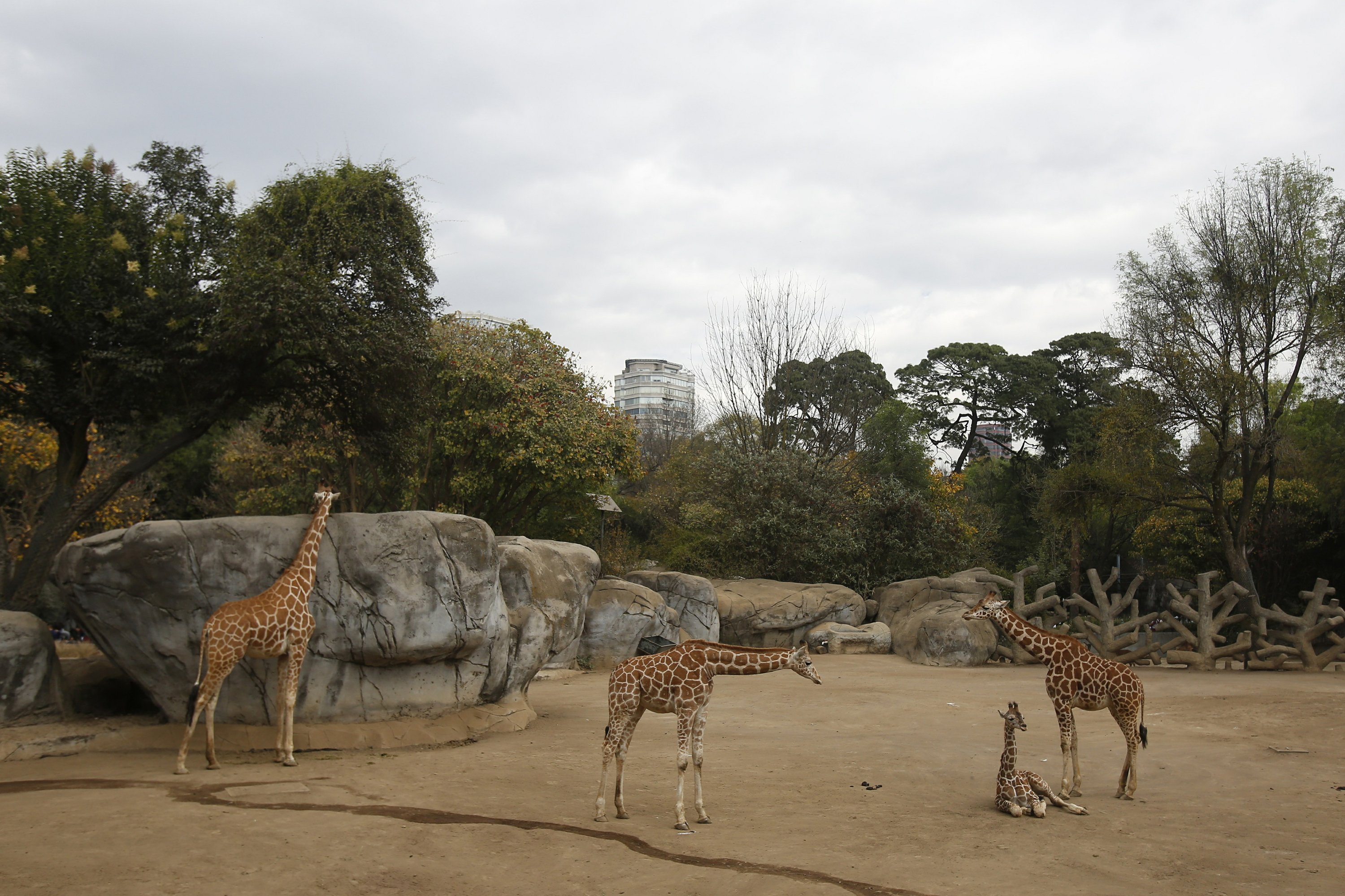 Mexico City zoo second baby giraffe of the year AP News