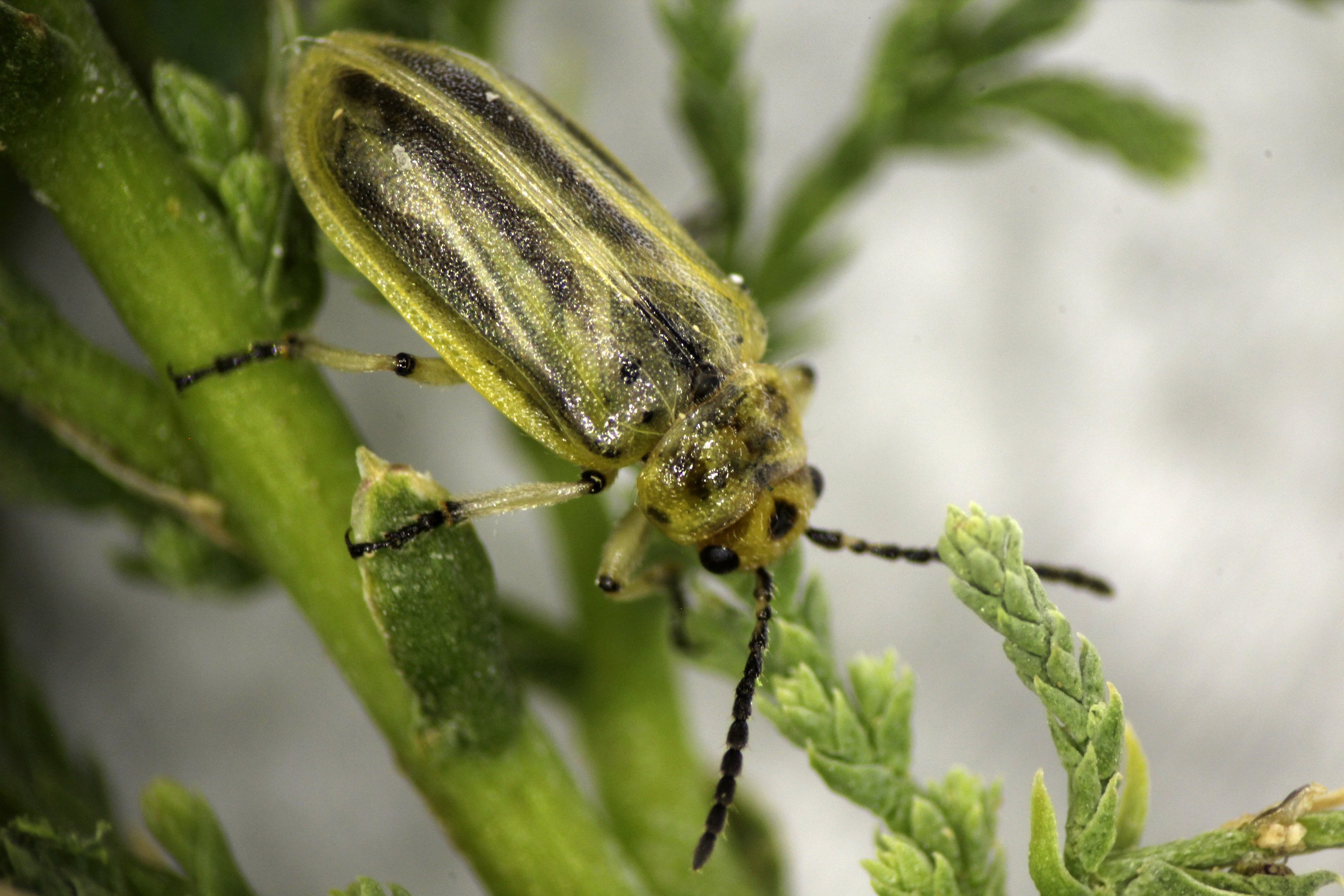 Beetle That Feeds On Invasive Tree Is Spreading In Us West 