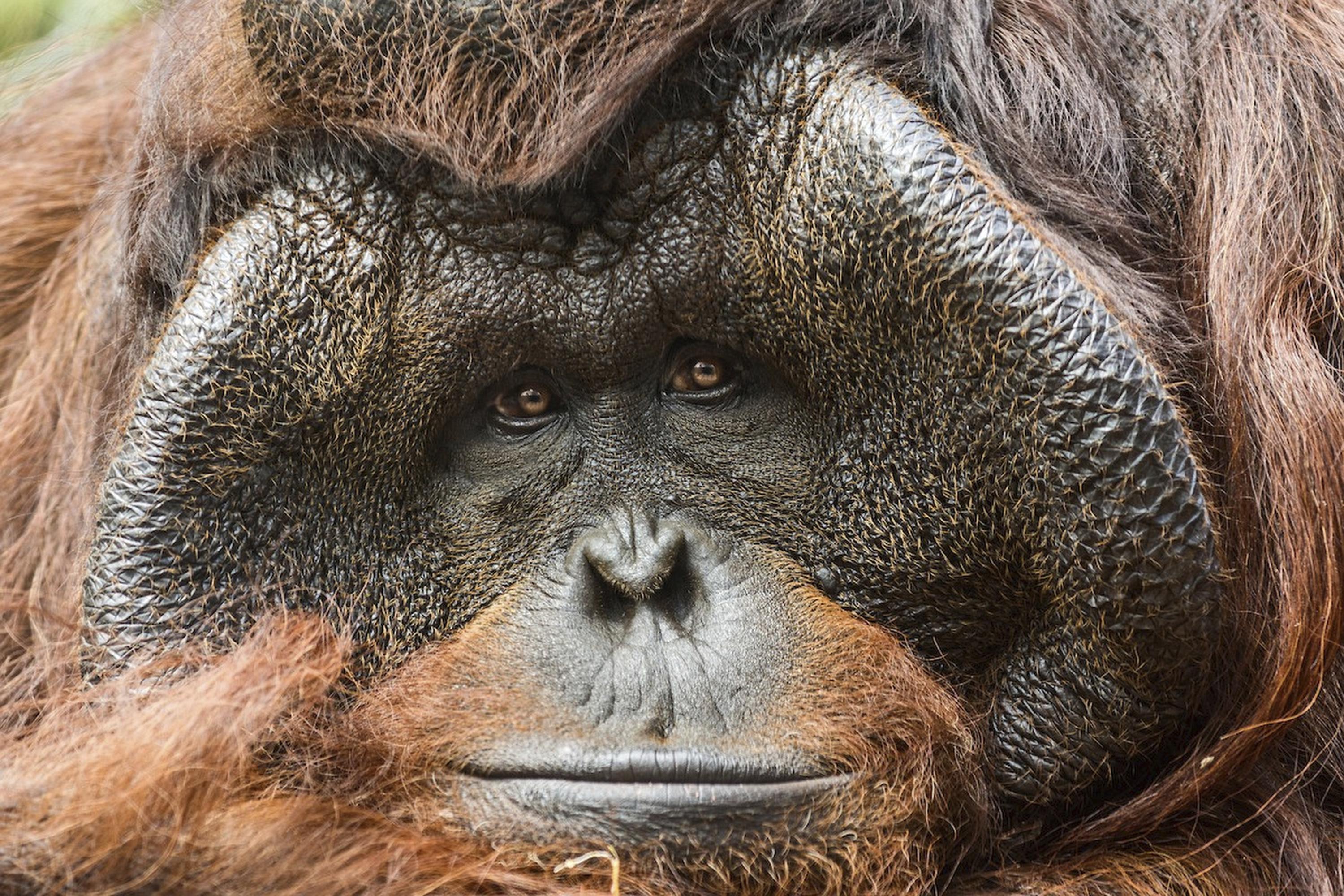 Bruno, male orangutan at the Los Angeles Zoo, dies at 42