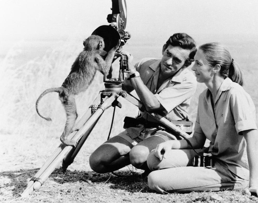 ARCHIVO - Esta fotografía de archivo de enero de 1974 muestra a la antropóloga Jane Goodall, a la derecha, con su esposo Hugo van Lawick detrás de una cámara.  Goodall fue nombrado el jueves 20 de mayo de 2021 como el ganador de este año del prestigioso Premio Templeton, en honor a las personas cuyo trabajo de toda la vida encarna una fusión de ciencia y espiritualidad.  (Foto AP)