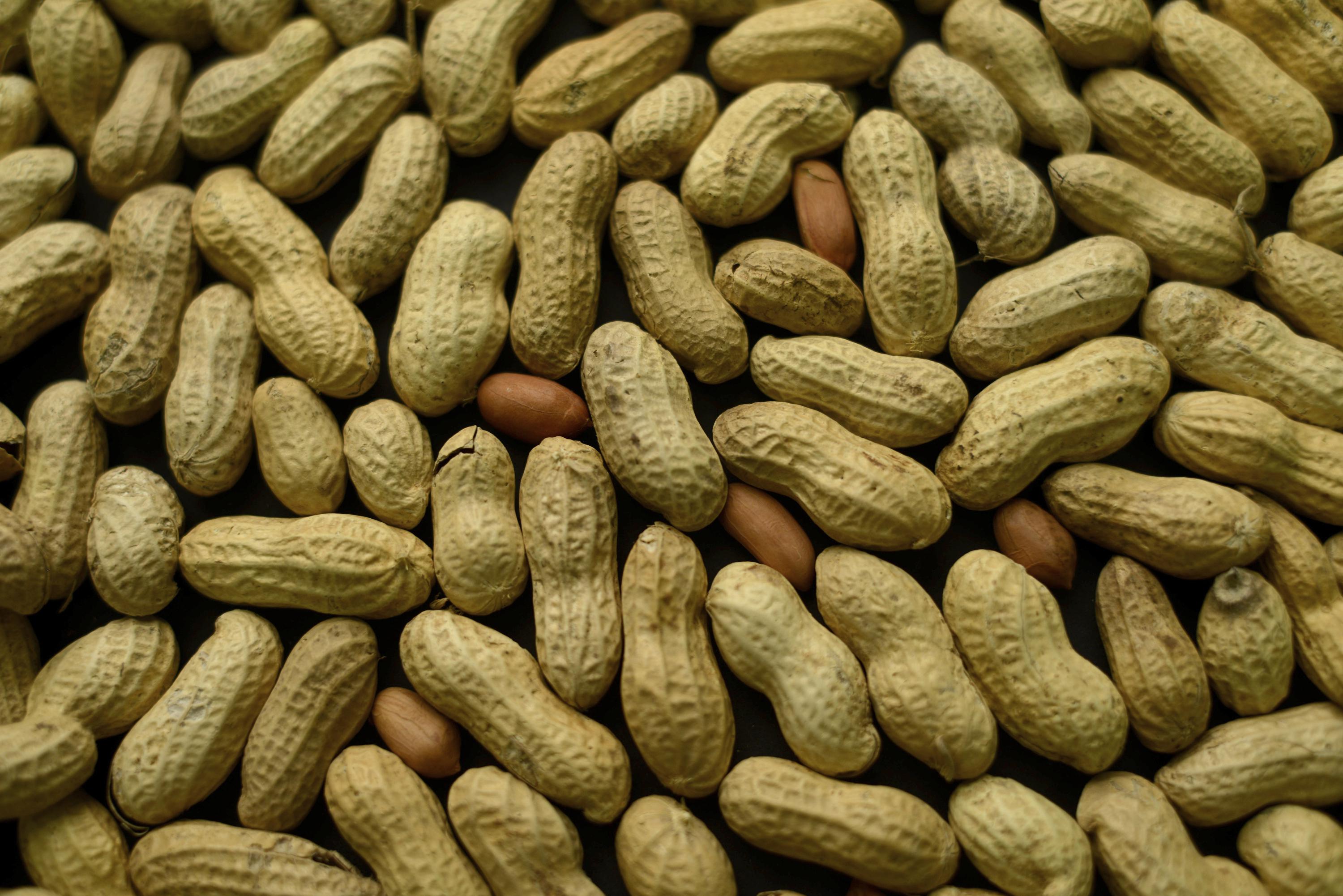 Early treatment could tame peanut allergies in small kids - Associated Press