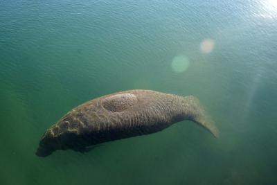 Archivo - Un manatí flota en el agua tibia de un canal de descarga de la empresa de electricidad Florida Power & Light, el lunes 31 de enero de 2022, en Fort Lauderdale, Florida. (AP Foto/Lynne Sladky, Archivo)