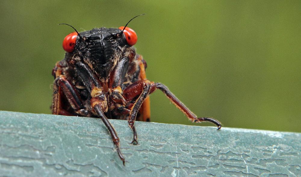 FILE - A cicada peers over a ledge in Chapel Hill, N.C., on May 11, 2011. Swarms of the red-eyed bugs reemerging after 17 years below ground offer a chance for home cooks to turn the tables: making the cicadas into snacks. Full of protein, gluten-free, low-fat and low-carb, cicadas were used as a food source by Native Americans and are still eaten by humans in many countries. (AP Photo/Gerry Broome, File)