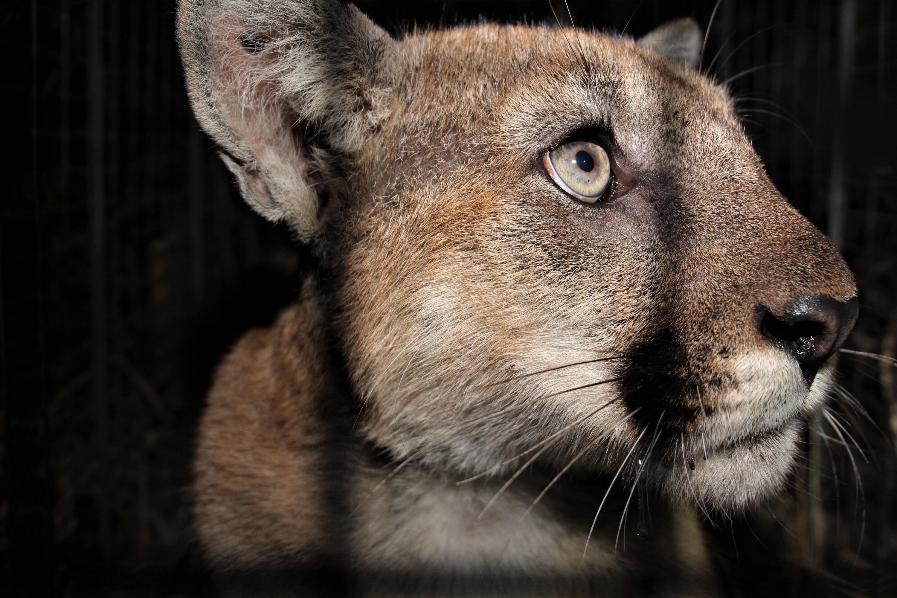 Man smothers mountain lion