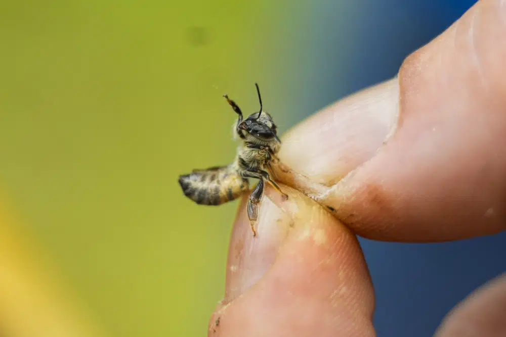 Zac Lamas, becario postdoctoral en ORISE, sostiene una abeja mientras las inspecciona en busca del ácaro parásito Varroa en una colmena en el patio trasero de la investigadora de abejas de la Universidad de Maryland, Nathalie Steinhauer, el miércoles 21 de junio de 2023, en College Park, Maryland. Una nueva encuesta dice que las colmenas de abejas de Estados Unidos se tambalearon a través de la segunda tasa de mortalidad más alta registrada. Los ácaros son un factor por el cual las muertes de abejas van en aumento. (Foto AP/Julio Cortés)