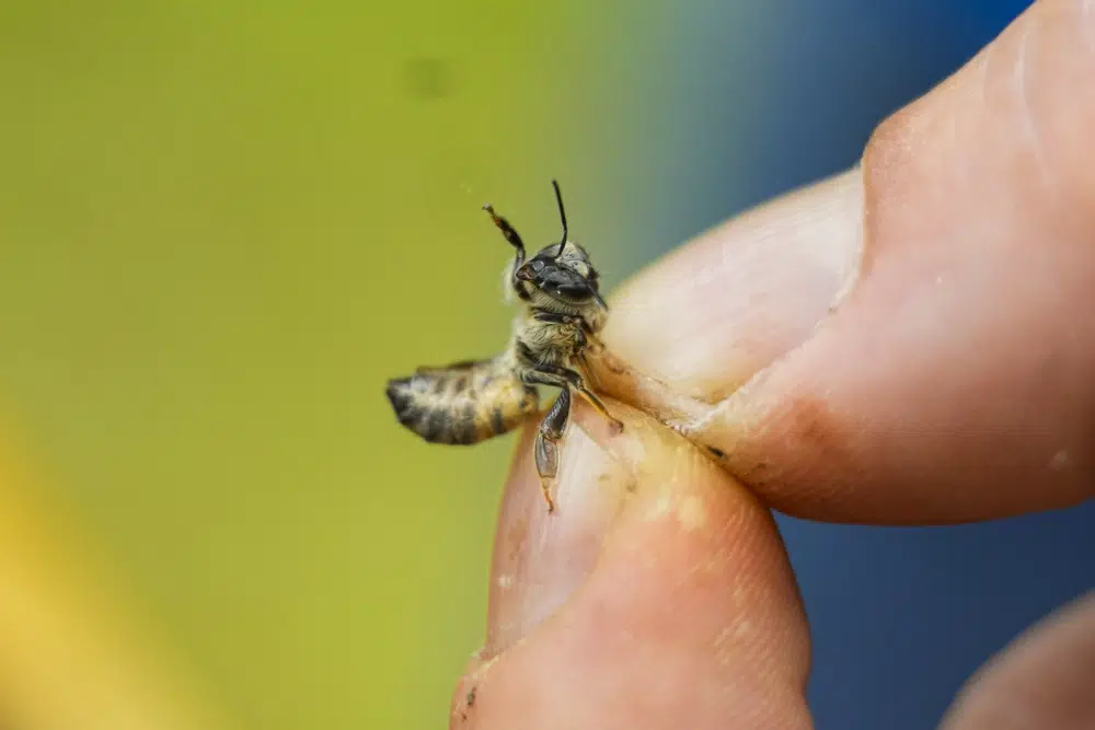Zac Lamas, becario postdoctoral en ORISE, sostiene una abeja mientras las inspecciona en busca del ácaro parásito Varroa en una colmena en el patio trasero de la investigadora de abejas de la Universidad de Maryland, Nathalie Steinhauer, el miércoles 21 de junio de 2023, en College Park, Maryland. Una nueva encuesta dice que las colmenas de abejas de Estados Unidos se tambalearon a través de la segunda tasa de mortalidad más alta registrada.  Los ácaros son un factor por el cual las muertes de abejas van en aumento.  (Foto AP/Julio Cortés)