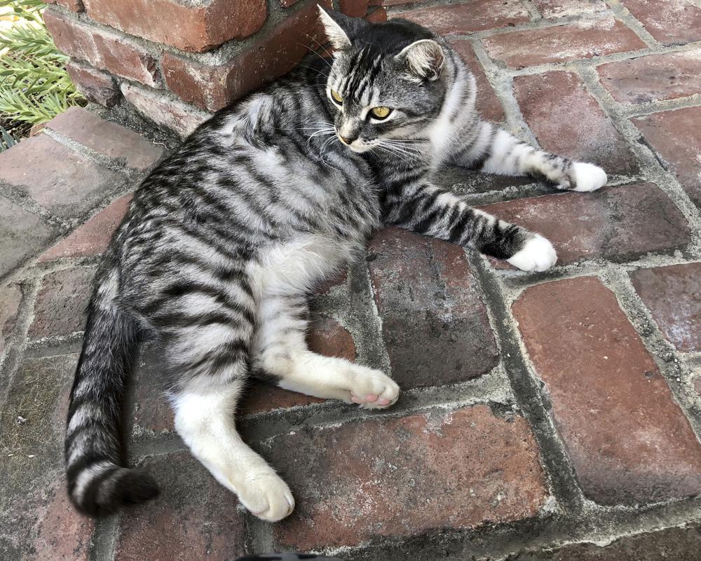 Gato Kevin Pasadena