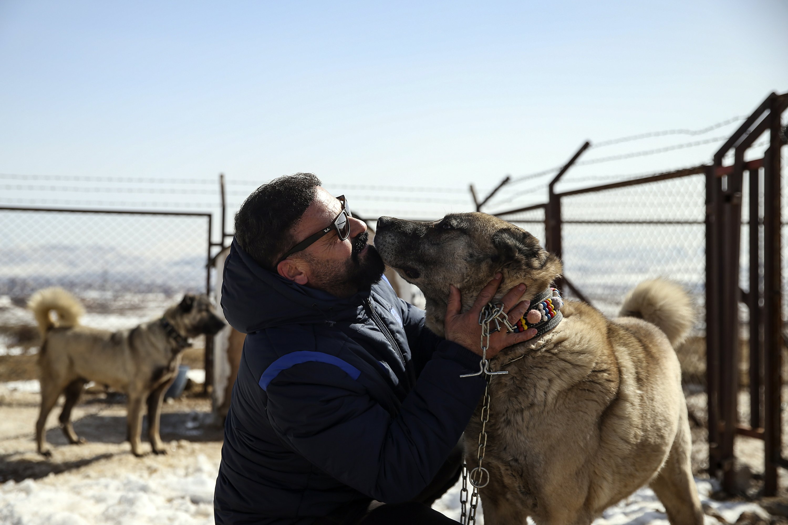 Cattle dogs herding cattle breed Turkish pride