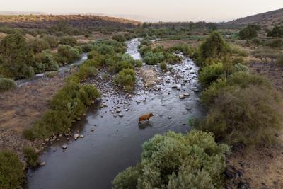 Una vaca cruza el río Jordán cerca del kibbutz Karkom, en el norte de Israel, el sábado 30 de julio de 2022. Simbólica y espiritualmente, el río Jordán en el Medio Oriente tiene un gran significado para muchos, ya que la Biblia dice que Jesús fue bautizado allí. (AP Foto/Oded Balilty)