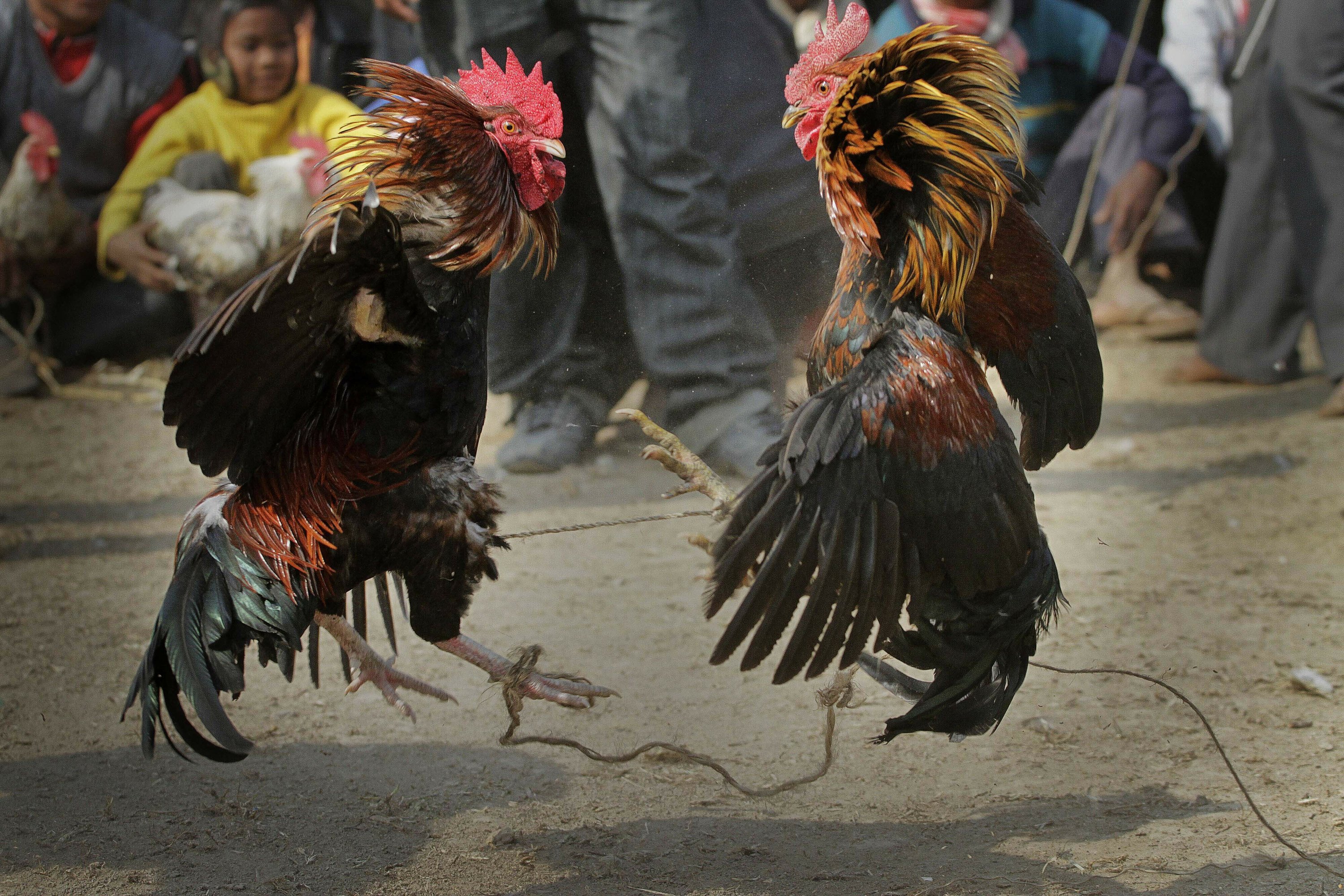 How to Separate Fighting Roosters Safely - My Favorite Chicken