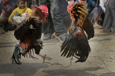 Rooster kills Indian man during banned cockfight | AP News Rooster kills Indian man during banned cockfight | AP News