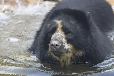 Bears Bears