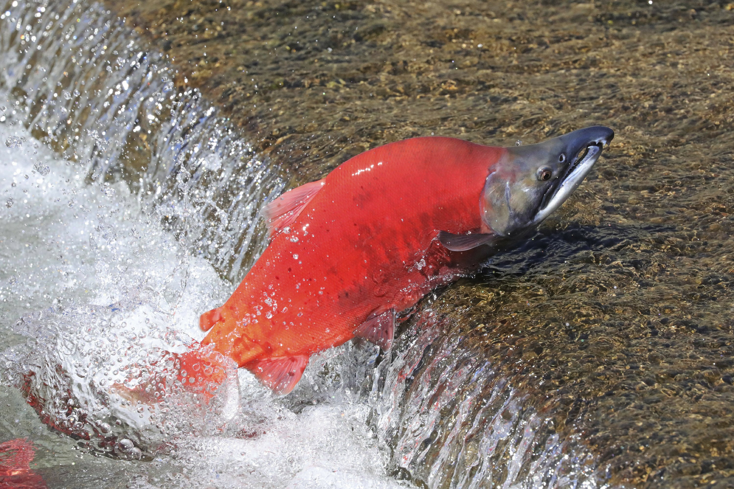 Fluorescent red Kokanee Salmon on display as they spawn AP News