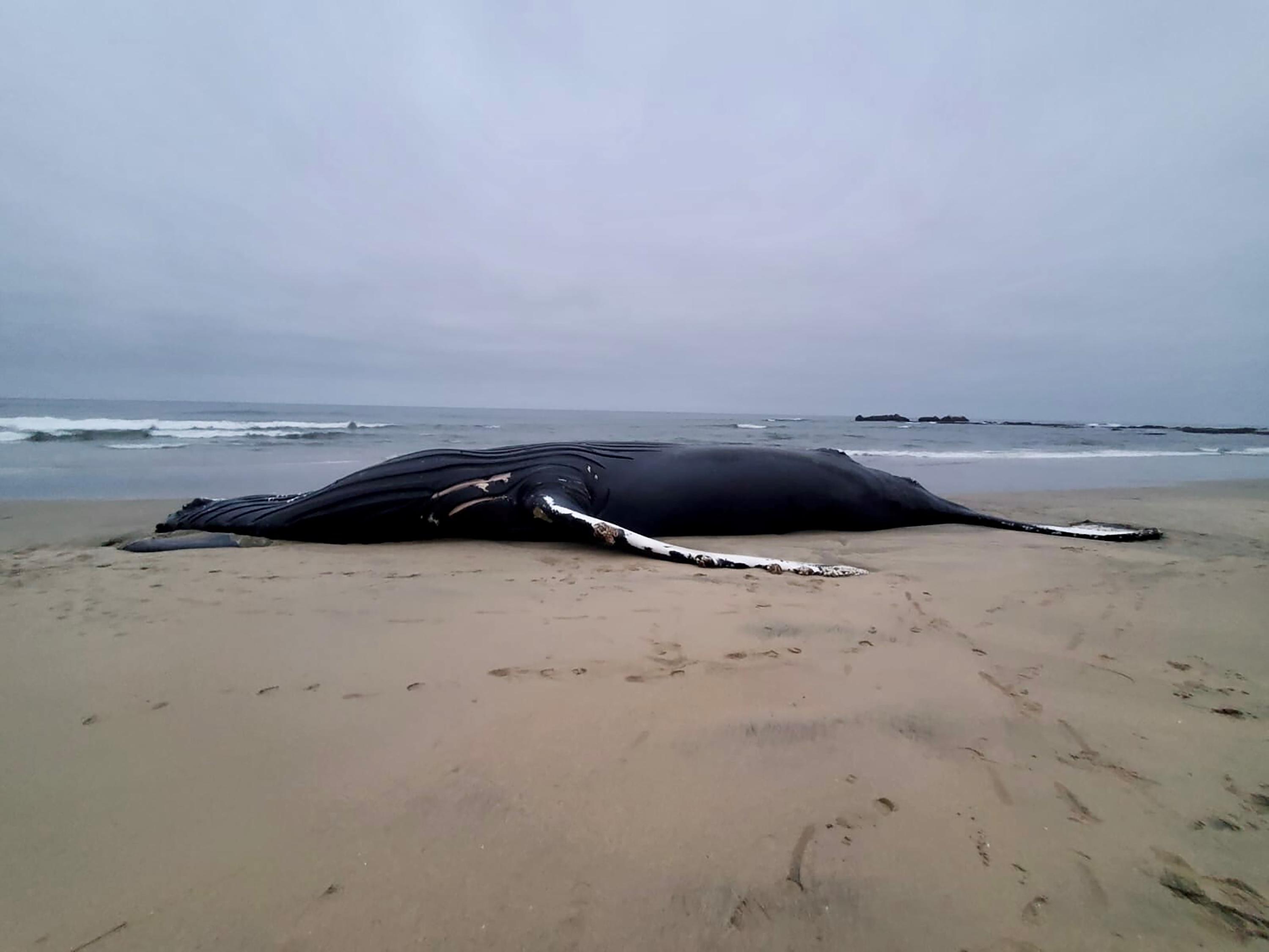 El choque de un barco puede haber matado a una ballena en la costa de California