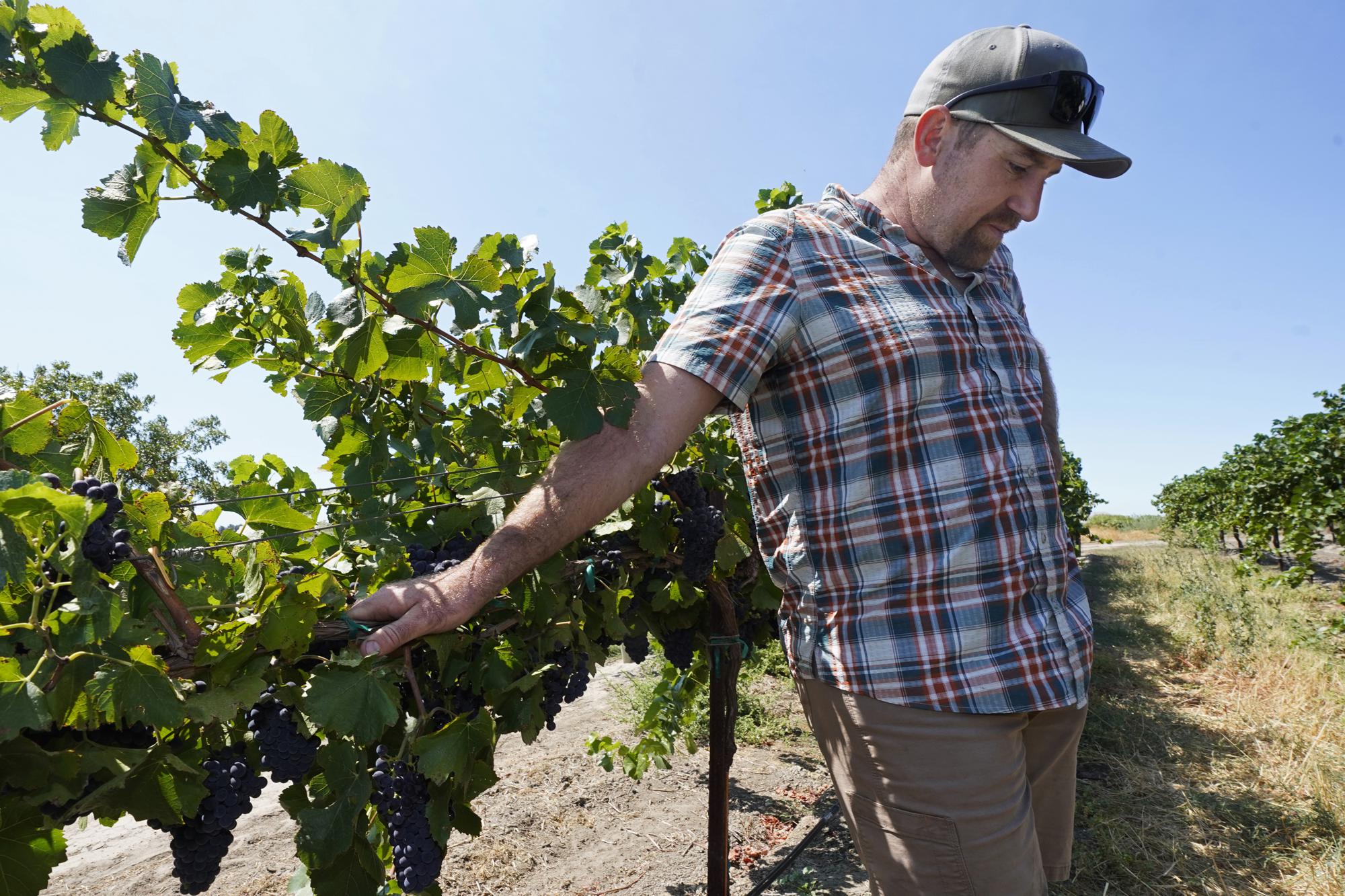 Charlie Hamilton pauses as he discusses the problem of irrigating his vineyard due to saltwater intrusion, near Rio Vista, Calif., on Monday, July 25, 2022. Hamilton hasn't irrigated his vineyards with water from the Sacramento River since early May, even though it flows just yards from his crop.  (AP Photo/Rich Pedroncelli)