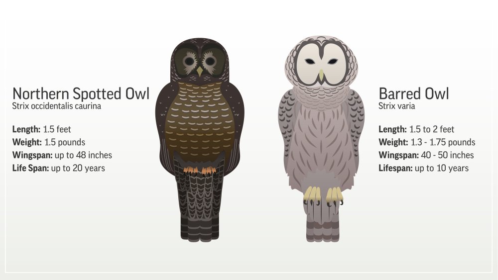 bowdendesignhouse-difference-between-owl-and-bat